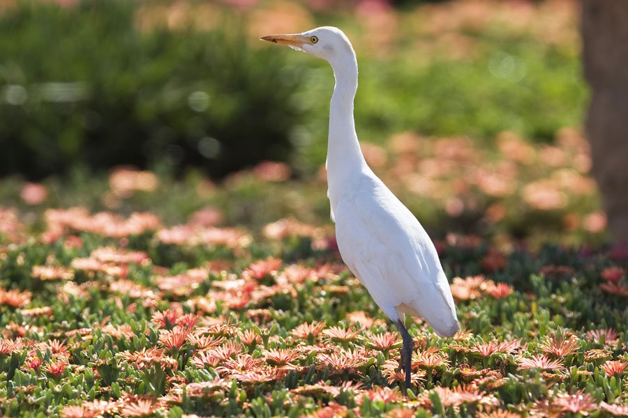 Cv08 ls local wildlife Local wildlife