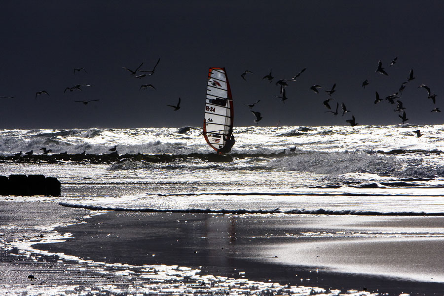 S09 sl Seagulls Seagulls