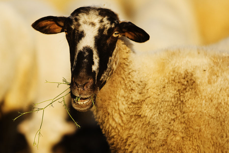 T09 ls Locals chow down Locals chow down