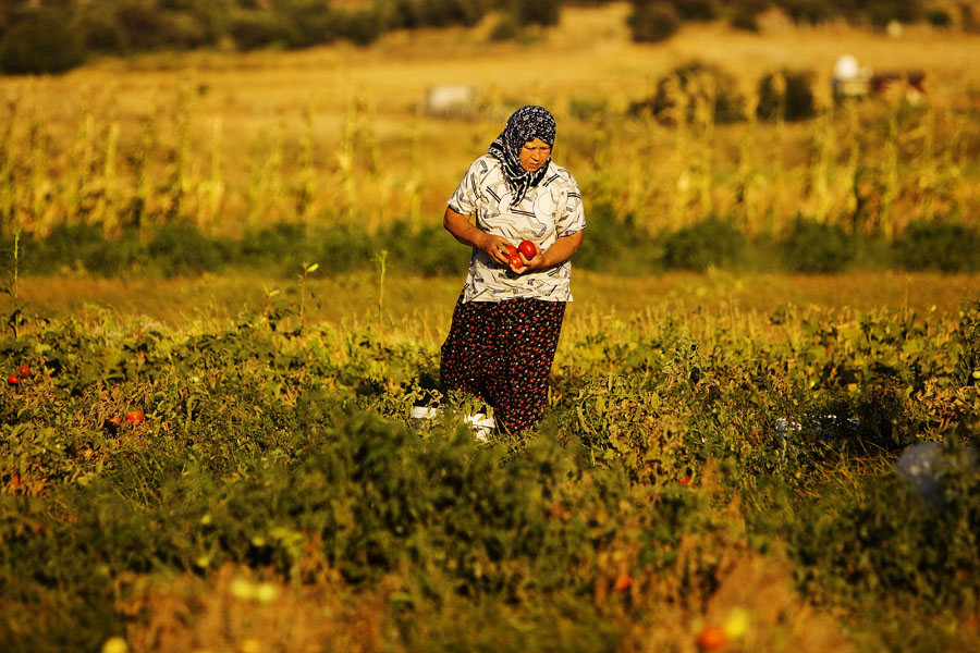 T09 ls Tomato picking Tomato picking
