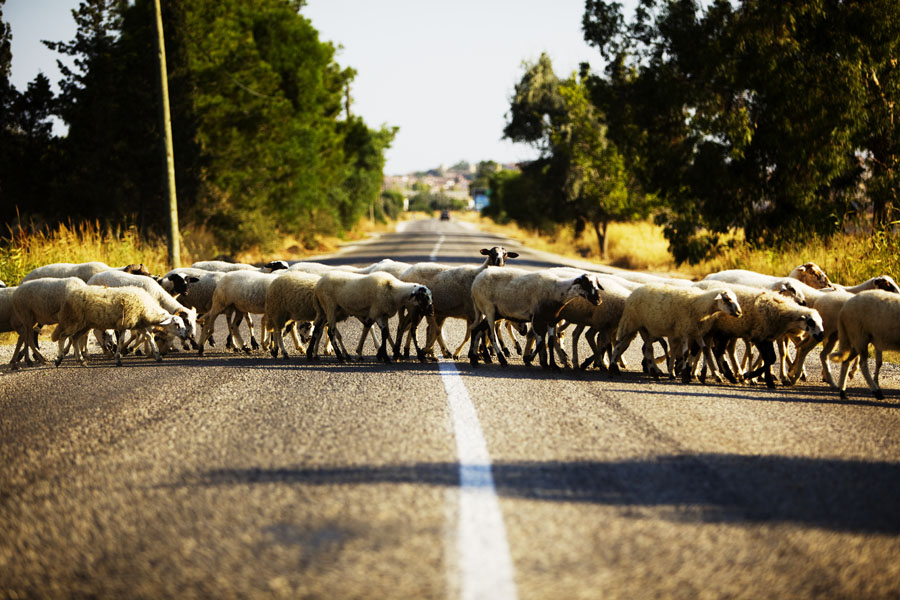 T09 ls Sheep crossing Sheep crossing