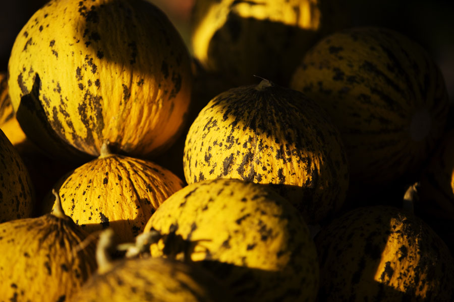 T09 ls Melons Melons