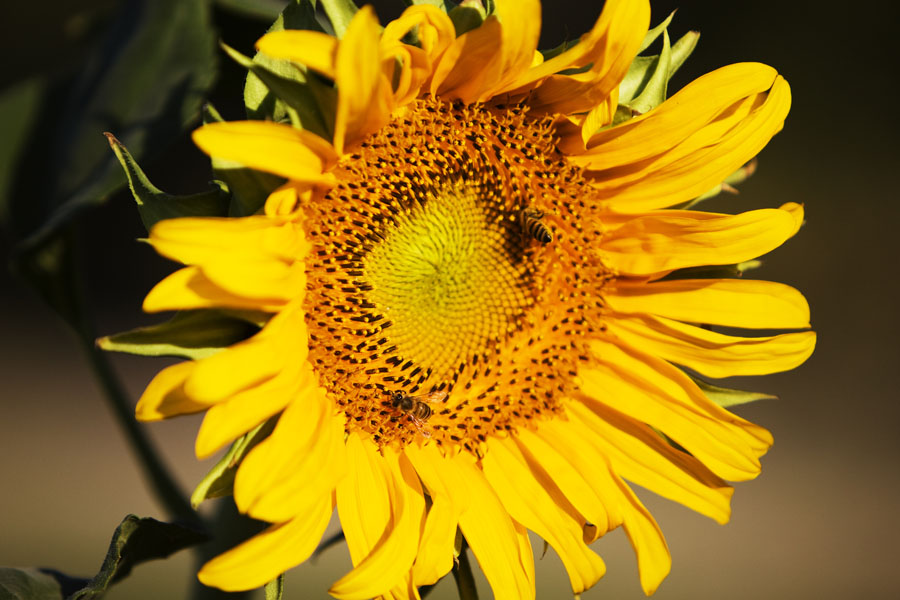 T09 ls Sunflower Sunflower