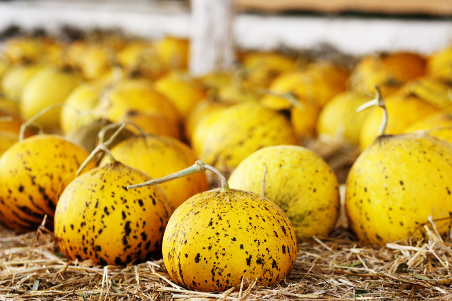 T10 ls Melons Melons