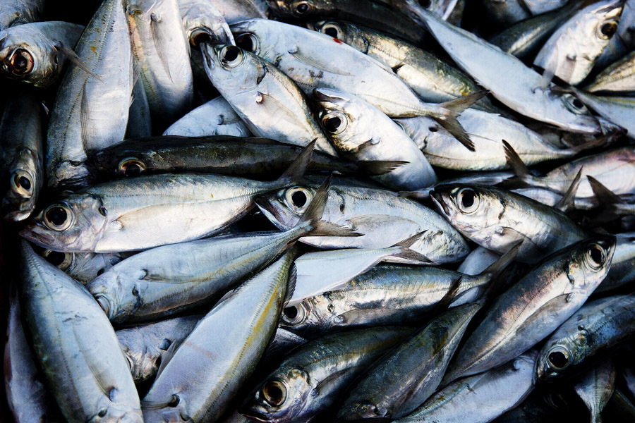 CV10 ls Catch of the day Catch of the day