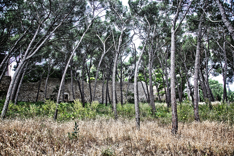 CB10 ls Spanish woodland Spanish woodland