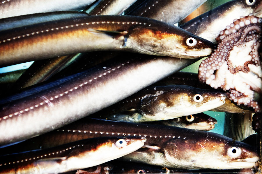 K10 ls Catch of the day Catch of the day