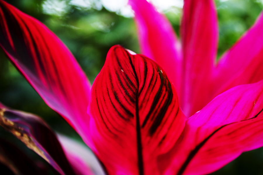 V11 ls Flowers Flowers