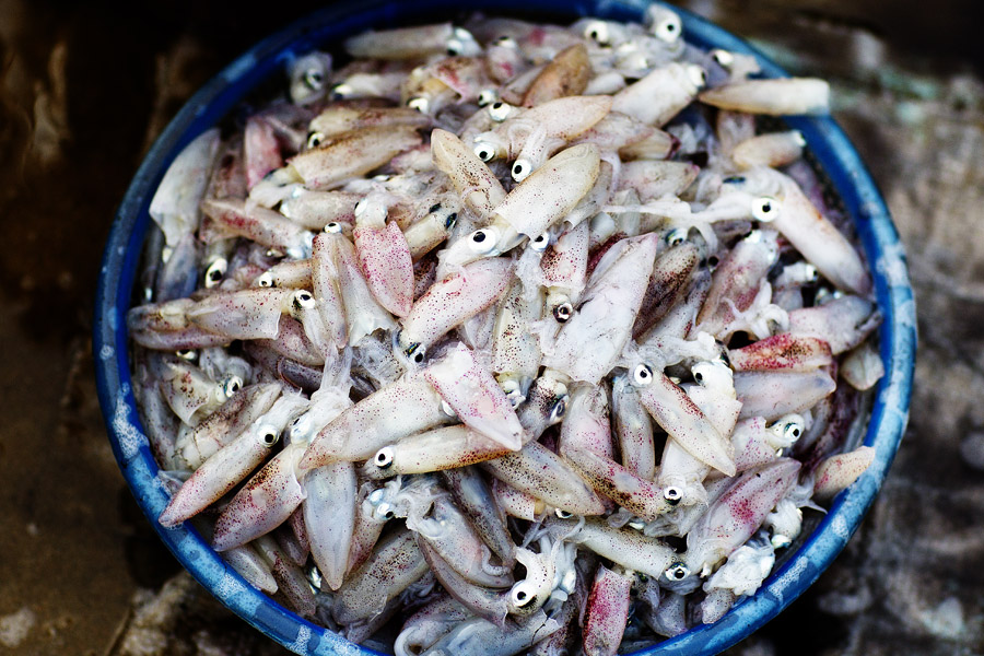 V11 ls Catch of the day Catch of the day