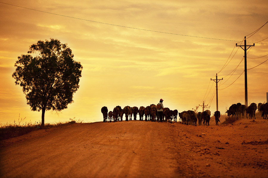 V11 ls Cattle on the move Cattle on the move