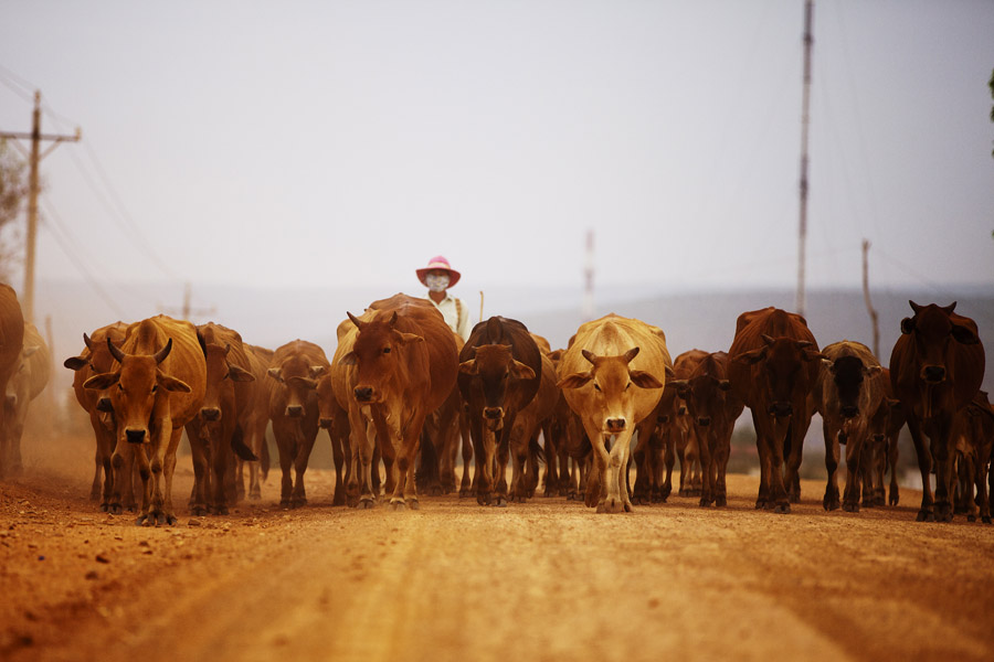 V11 ls Cattle Cattle