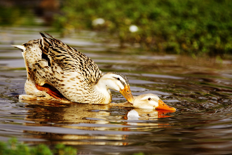 V11 ls Hitching a ride Hitching a ride