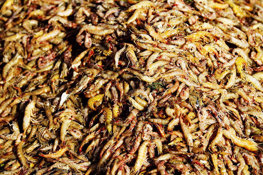 V11 ls shrimp Shrimp