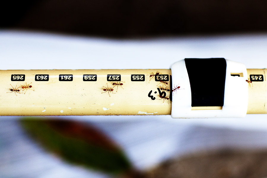 V11 ls Ant crossing Ant crossing