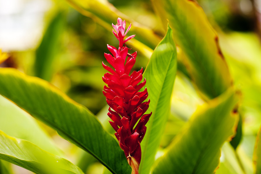 V11 ls Flower Flower