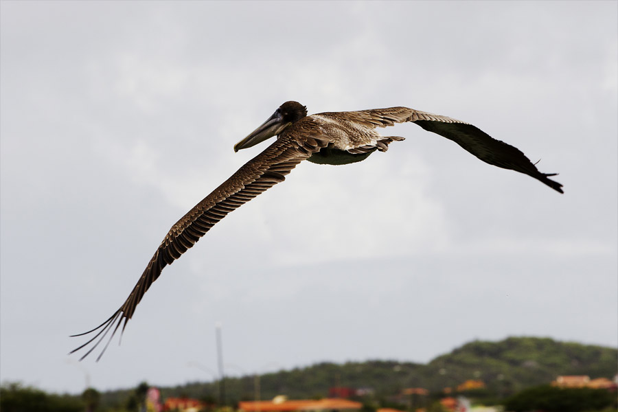 A11 ls on the look out On the look out
