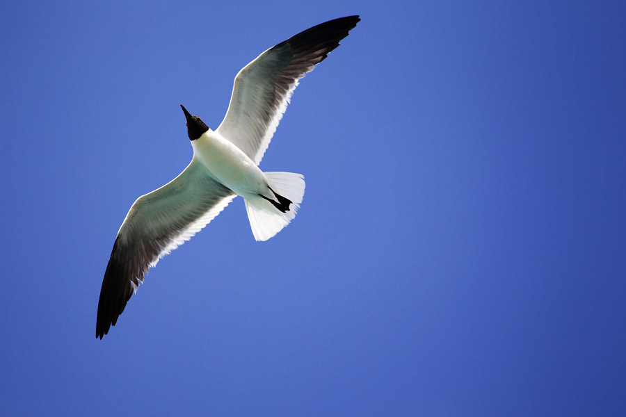 B11 ls Fly by Fly by