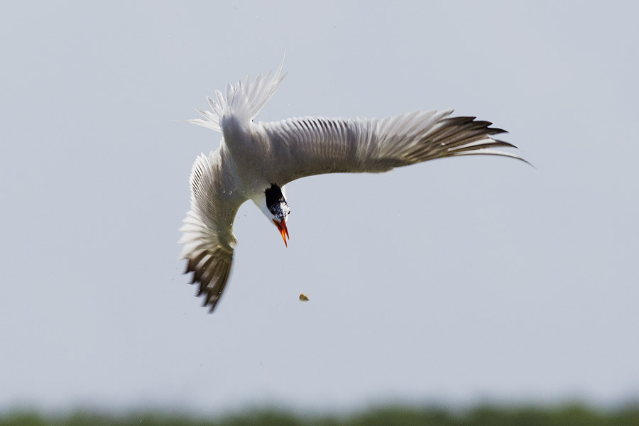 B11 ls Feeding time Feeding time