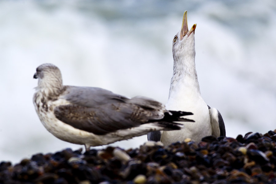 D12 ls Call of the wild Call of the wild