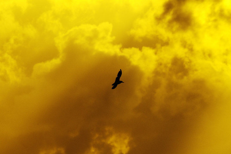 D12 ls Fly by Fly by