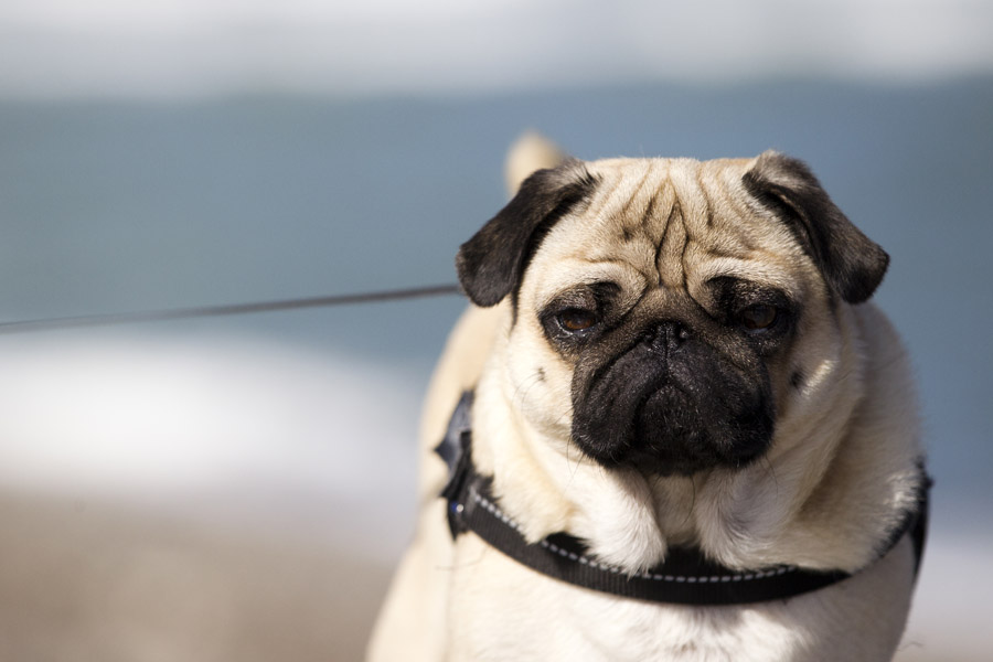 D12 ls It is a dogs life! It is a dogs life!