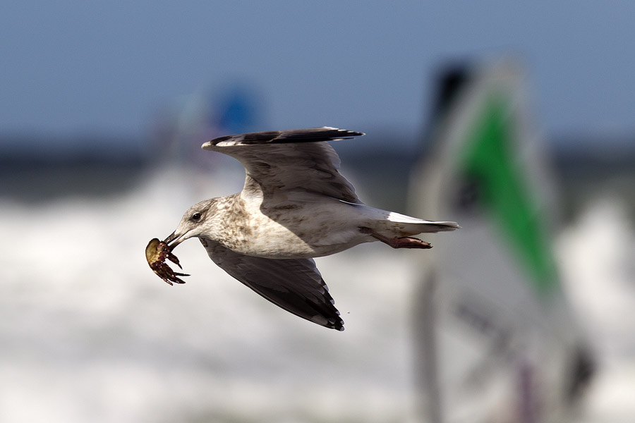 D12 ls Crab on the menu Crab on the menu