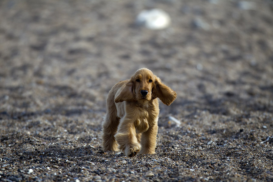 D12 ls Dog on patrol Dog on patrol