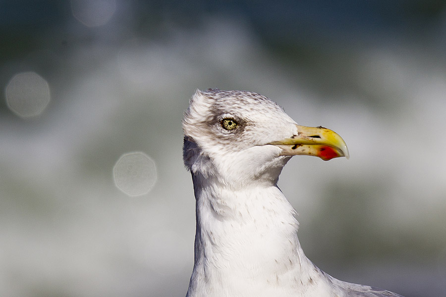 D12 ls Seagull Seagull