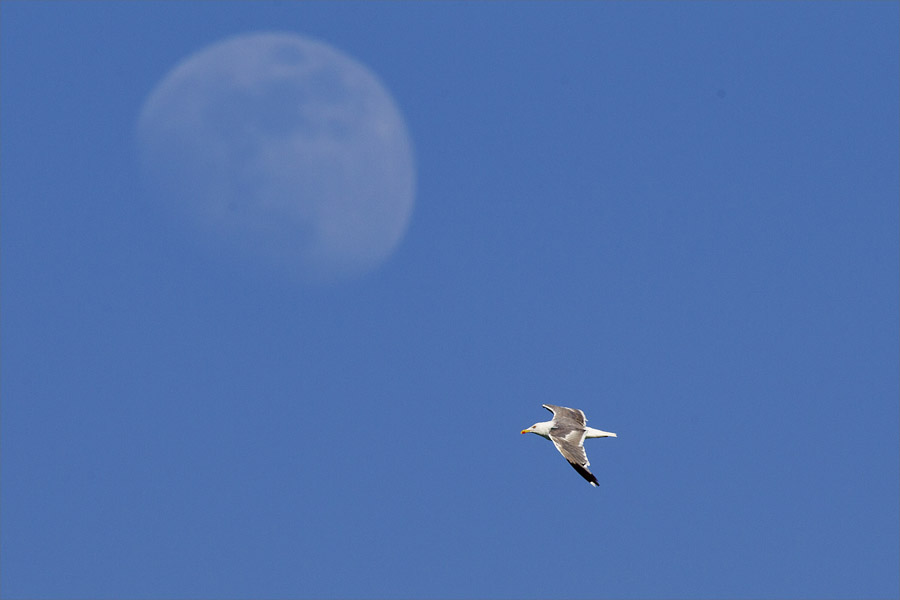 F12 fs Moon fly by Moon fly by