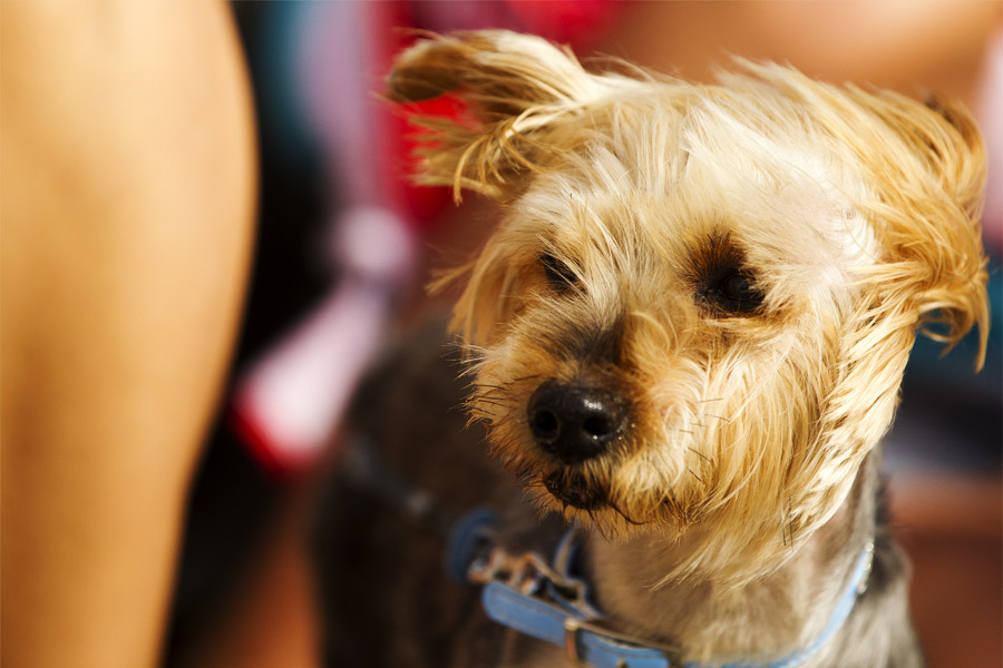 GC12 ls It's a dogs life It's a dogs life