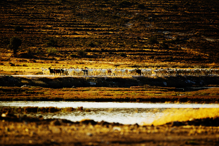 T12 ls Goats on the march Goats on the march