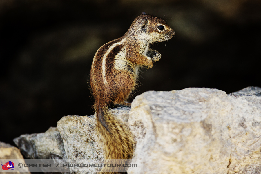 F13 ls Squirel Squirel