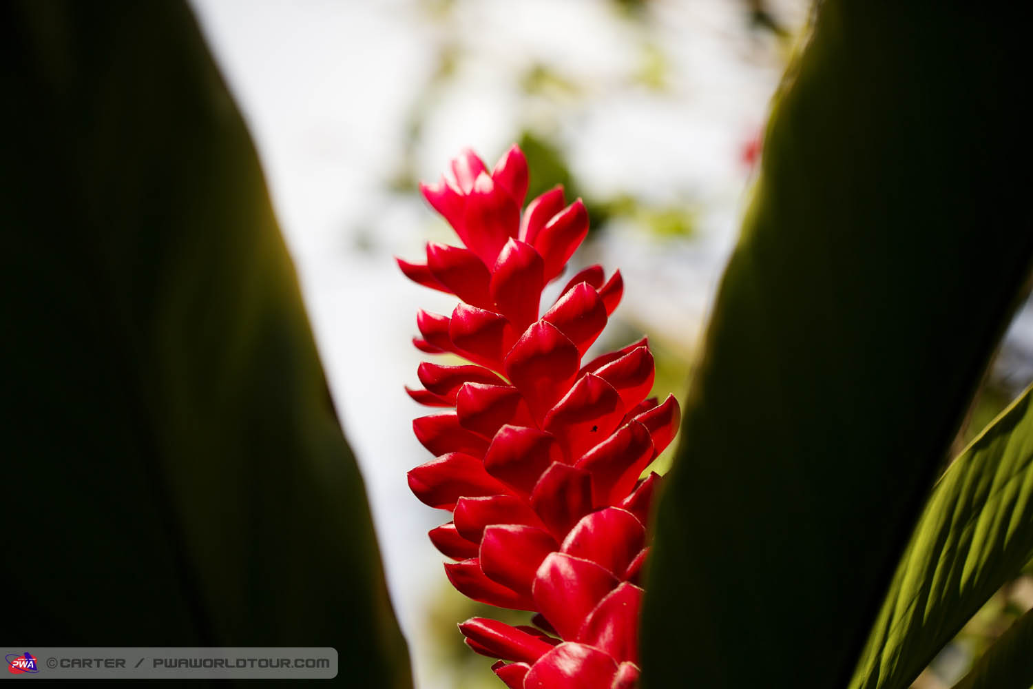 JPM ls Maui flower Maui flower