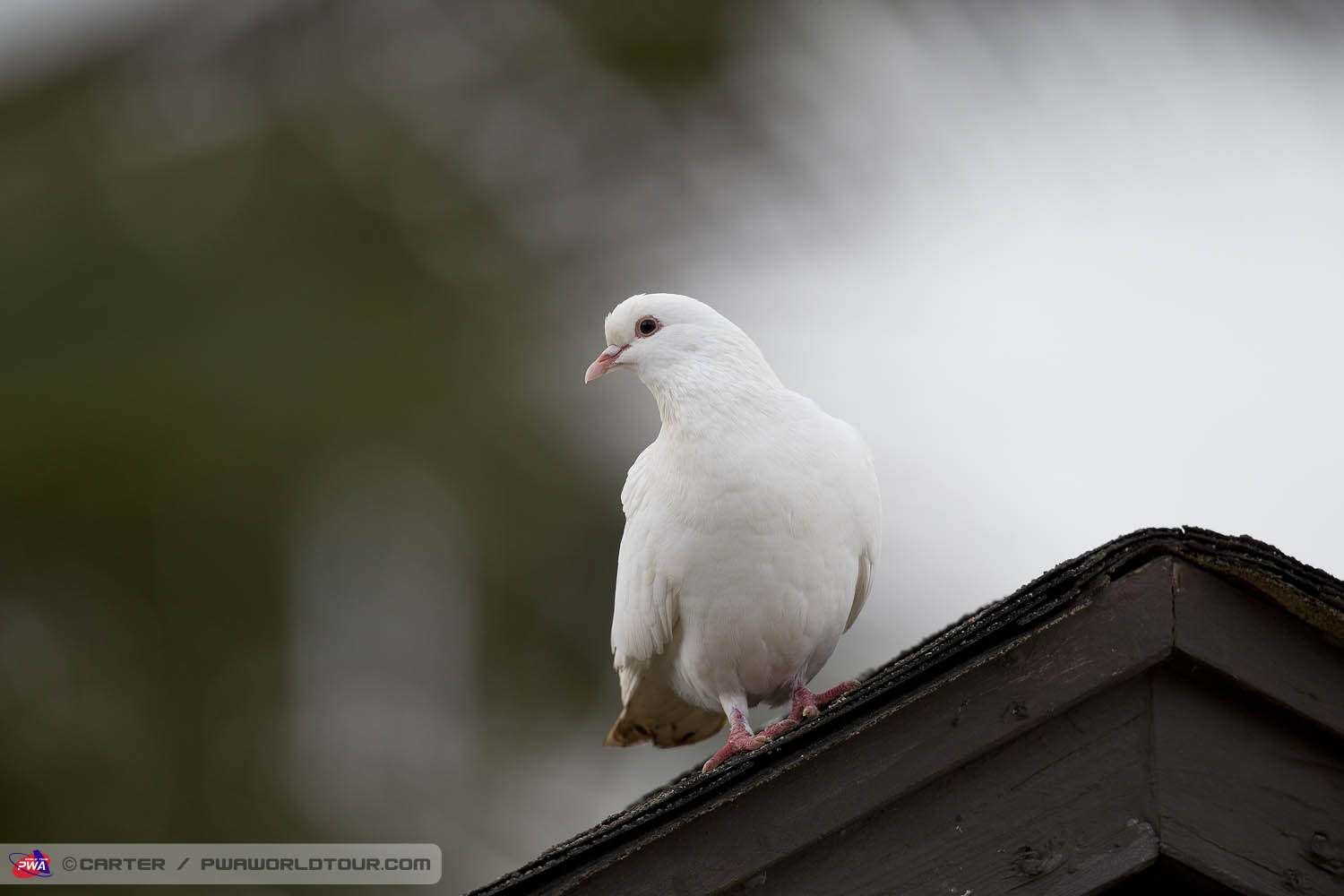 JPM ls Pidgeon Pidgeon