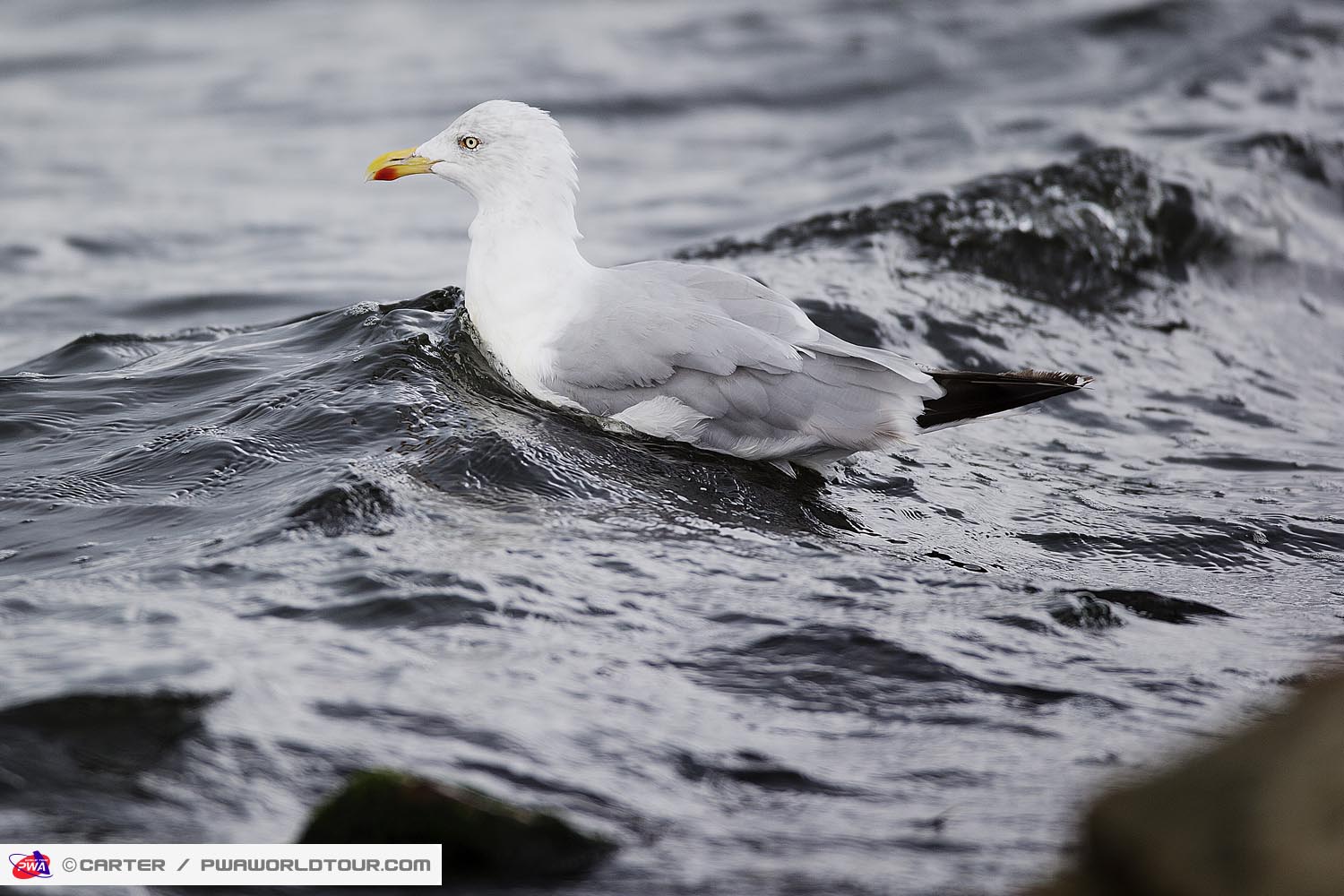 N13 ls Seagul Seagul