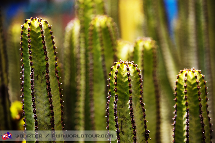 GC13 ls Cactus Cactus