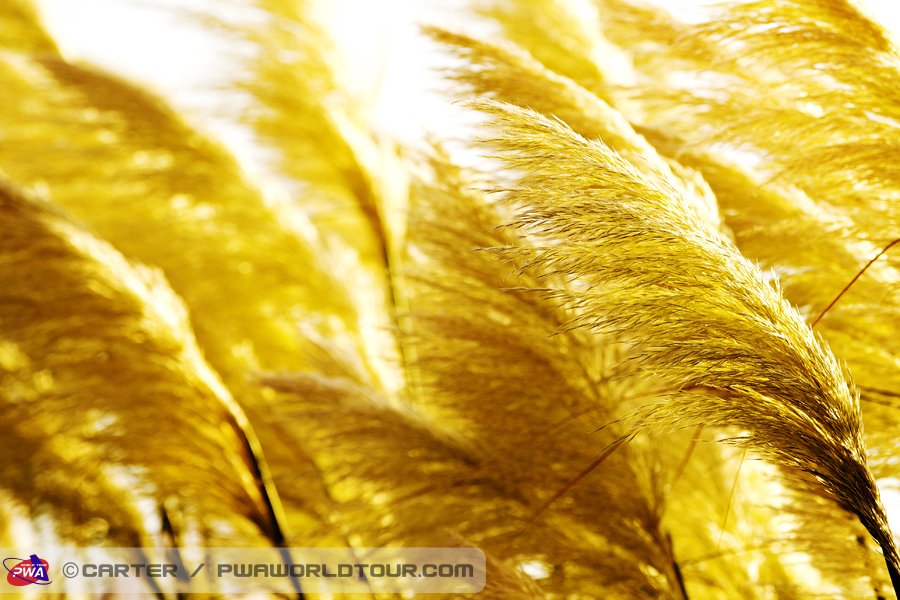 TY13 ls Blowing in the wind Blowing in the wind