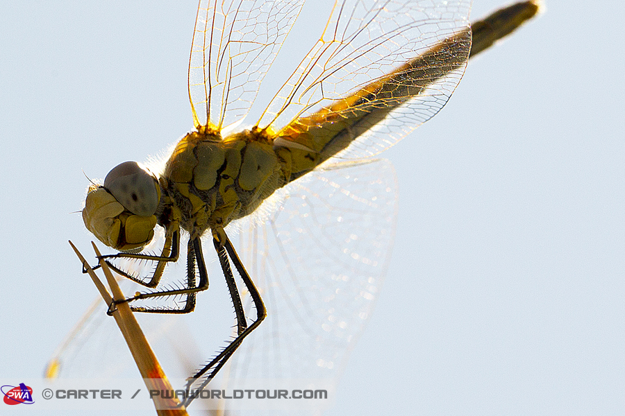 TY13 ls Dragonfly Dragonfly