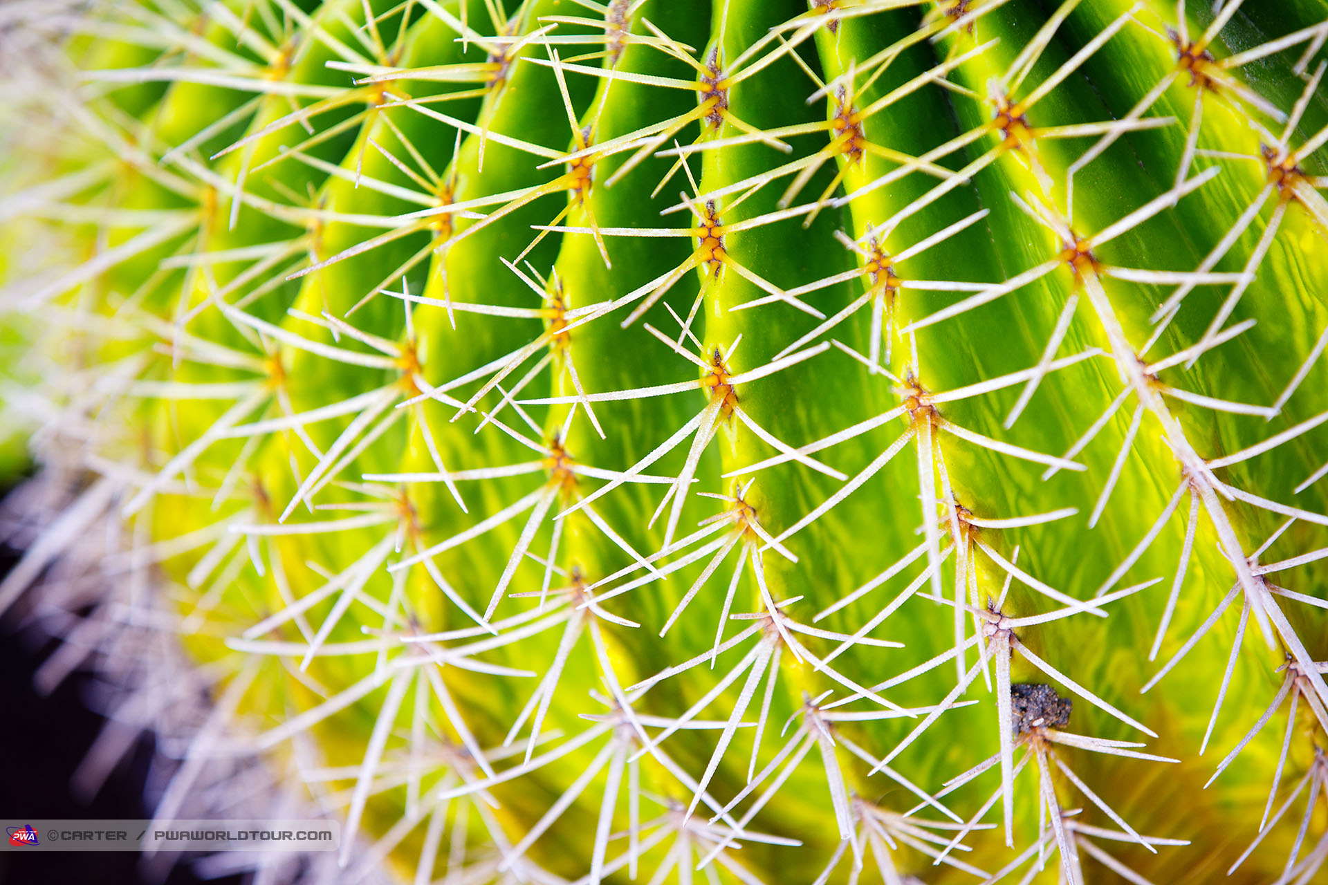 Cactus