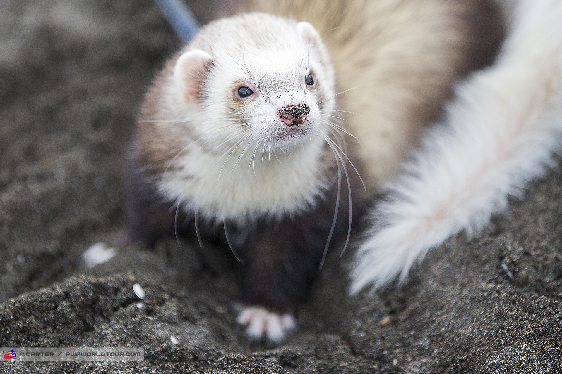 WEasel Or Ferret