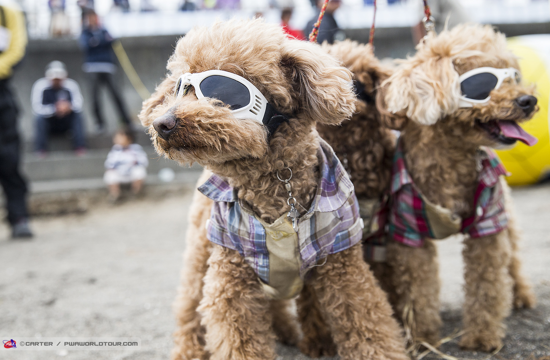 Dogs checking the action
