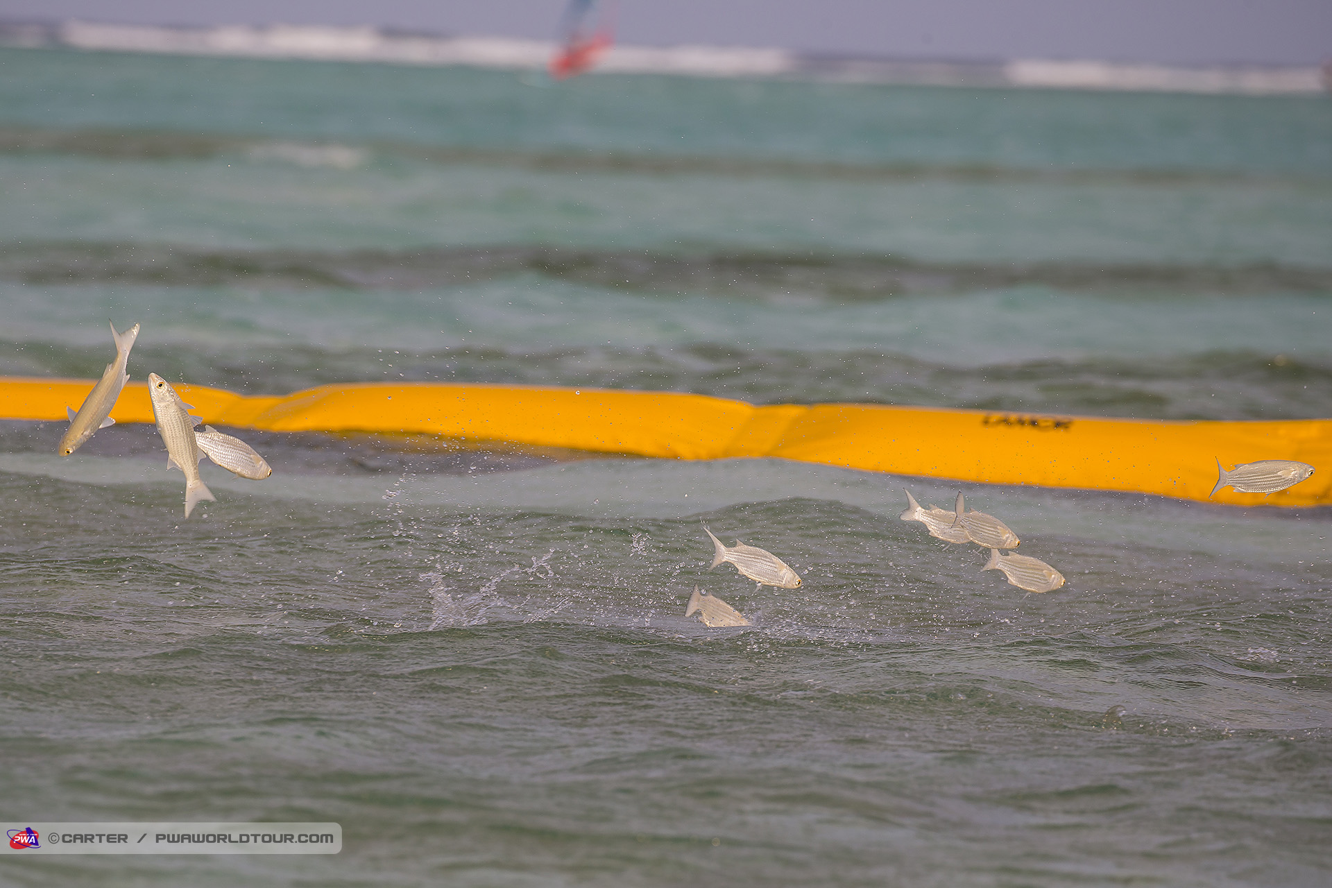 Flying fish