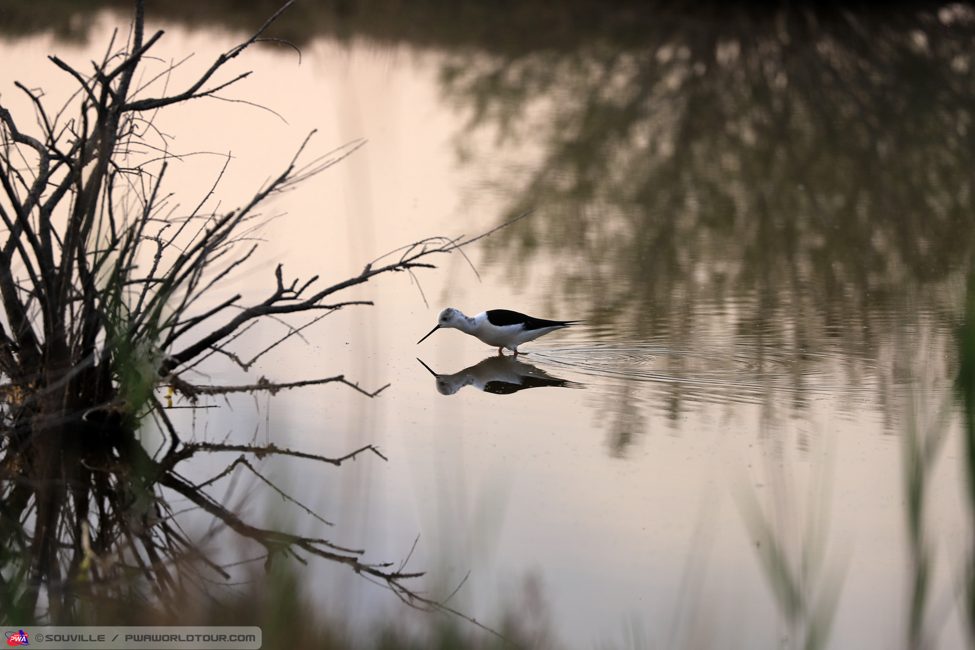 Bird fishing