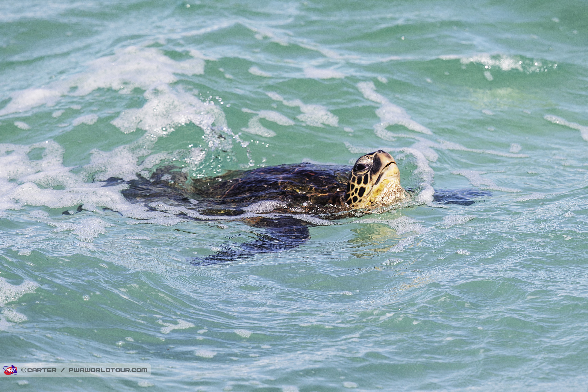 Turtle