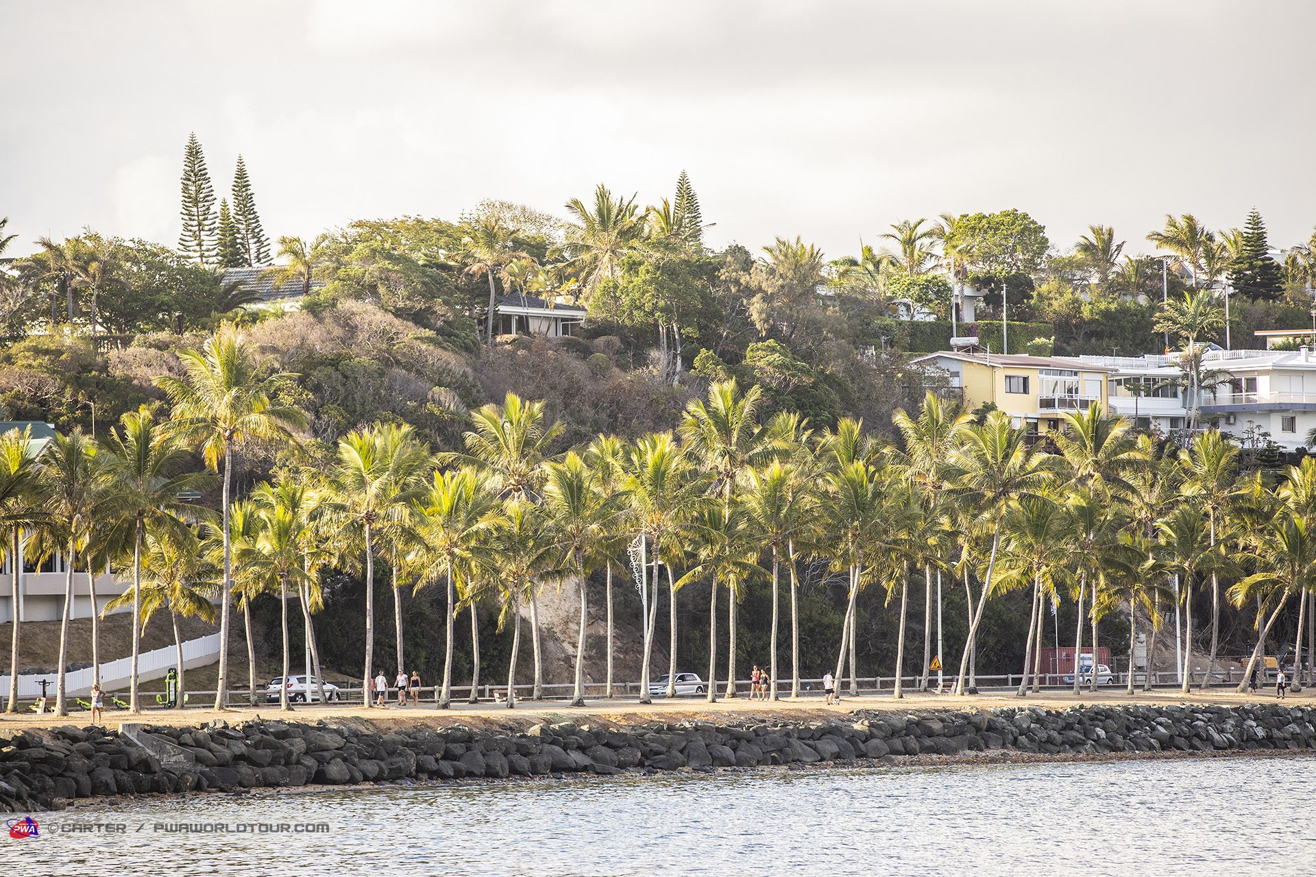 Palm trees