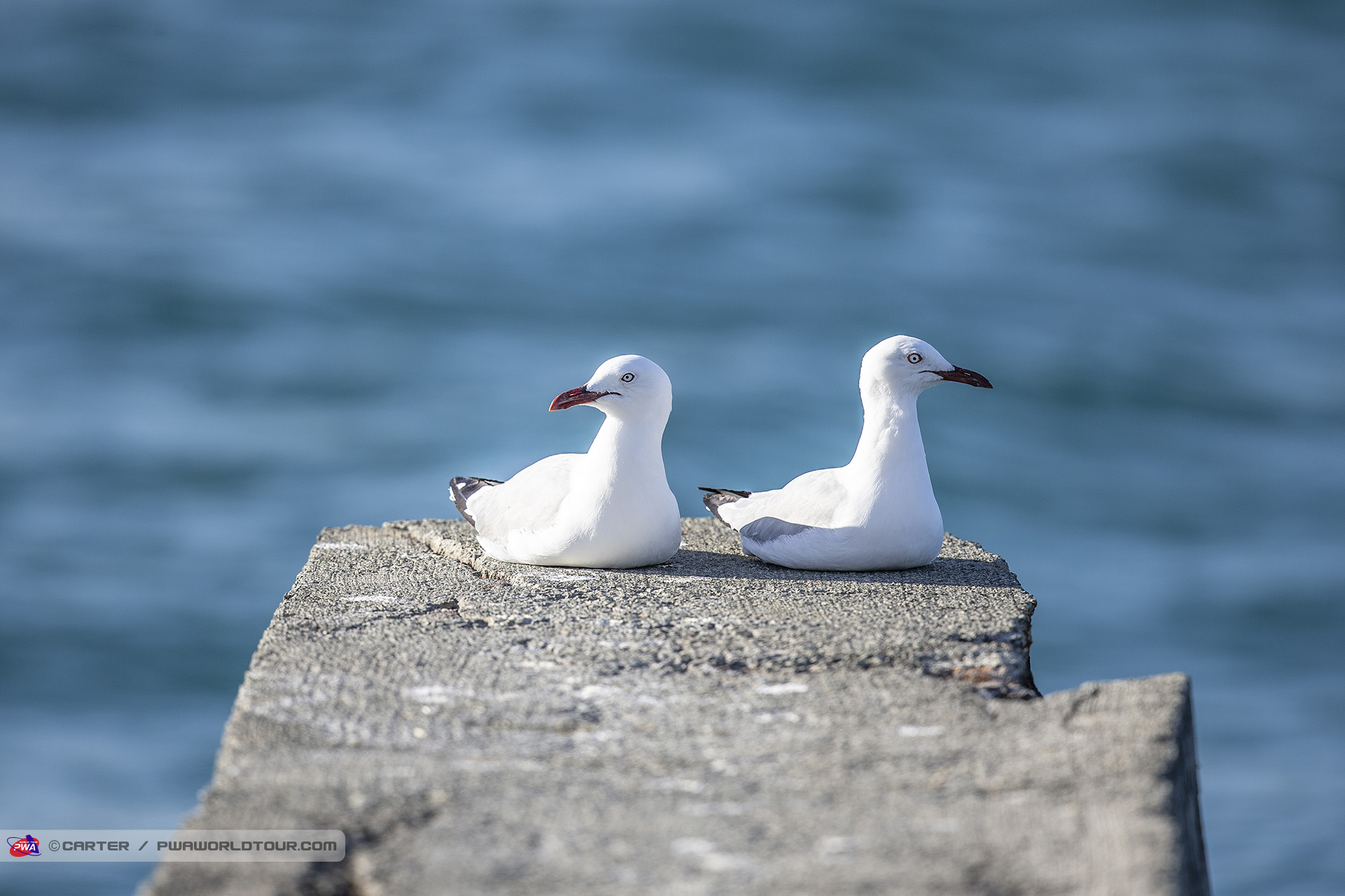 Sea gulls
